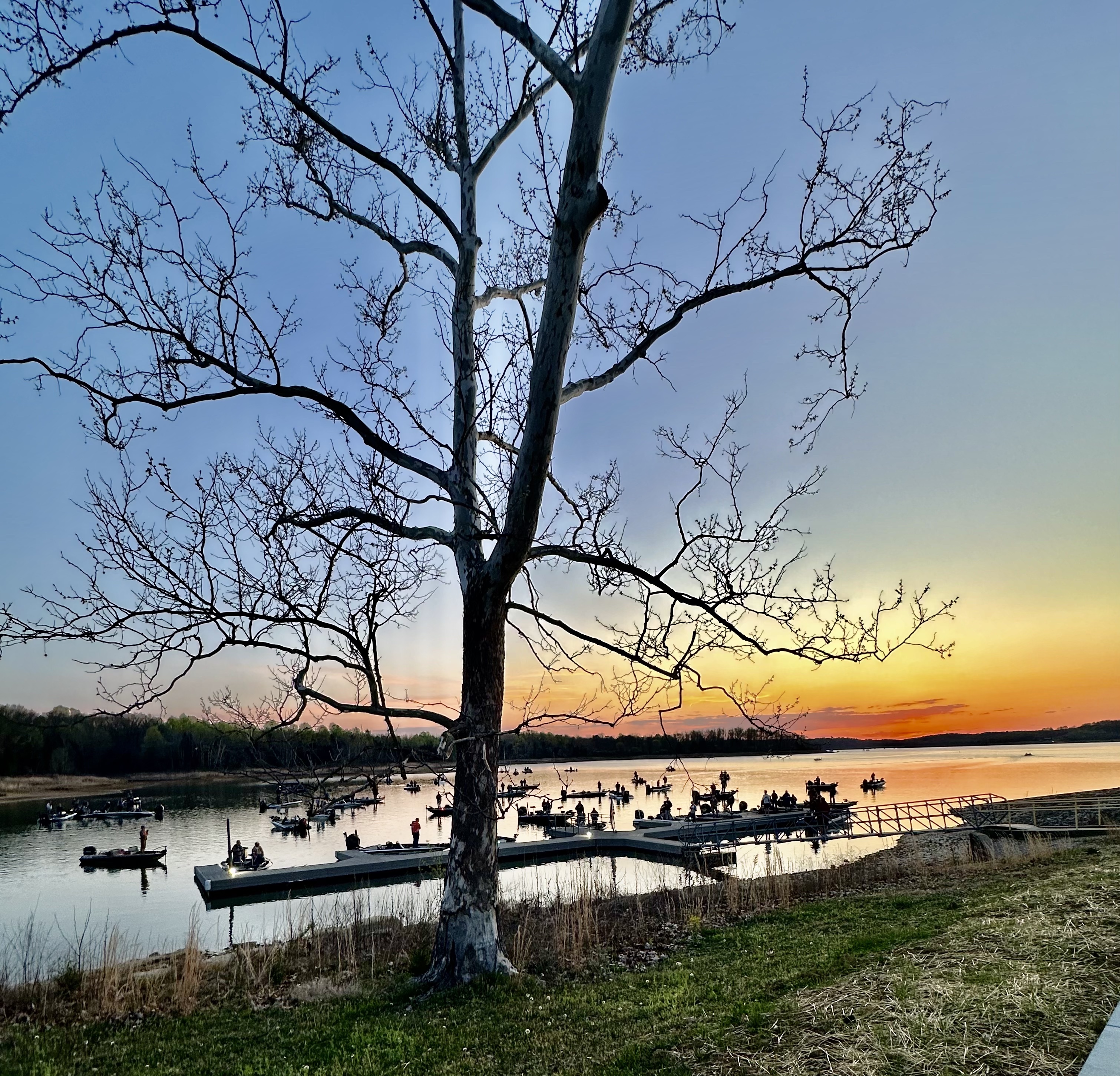 Bare tree with sunset backdrop on the lake.